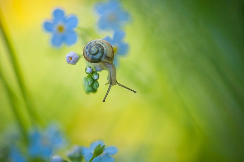 Макро, Незабудка, Природа, Улитка Все было вокруг голубым и зеленым фото превью