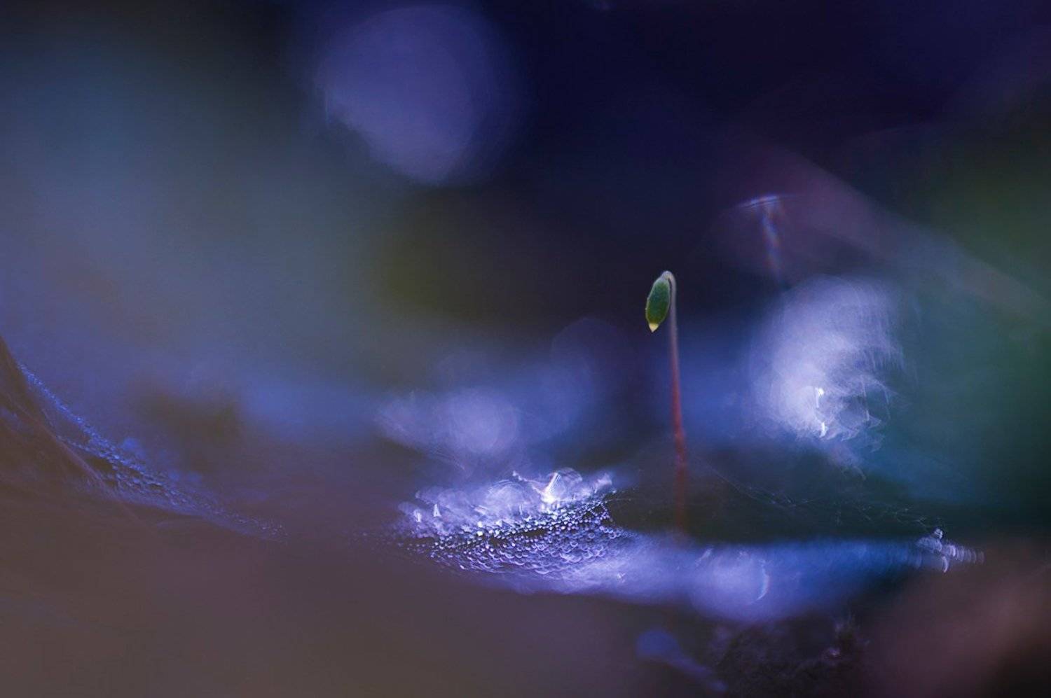 Кукушкин лен, Мох, Паутина, Роса, Свет, Утро, Динара