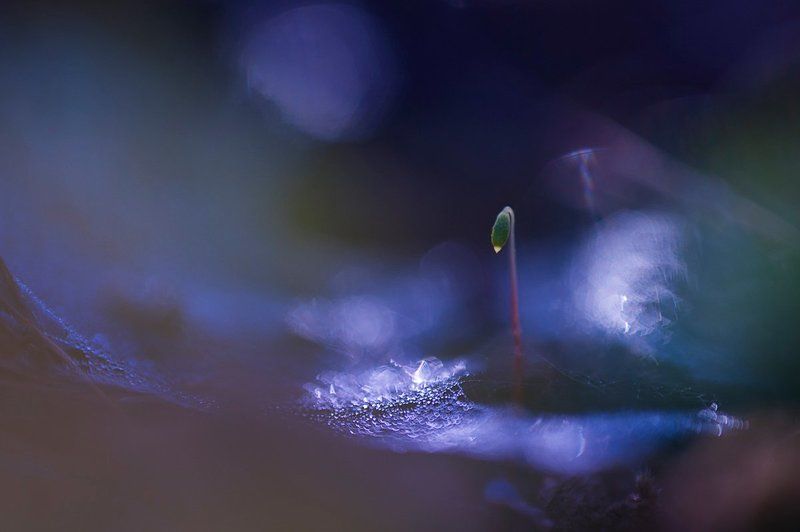 Кукушкин лен, Мох, Паутина, Роса, Свет, Утро Фонарик фото превью