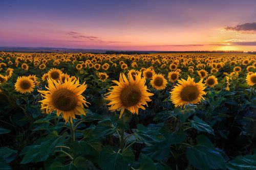 В мире подсолнухов
