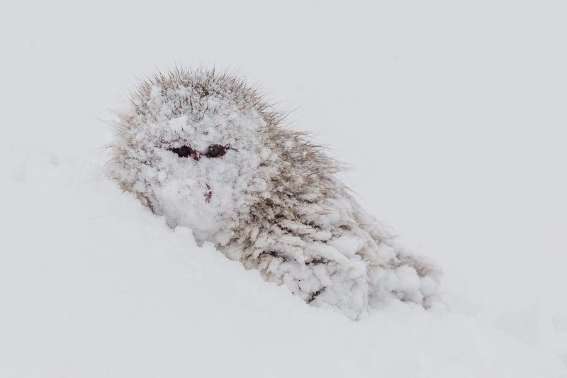 обезьяна, япония, макака, снег Ниндзя фото превью