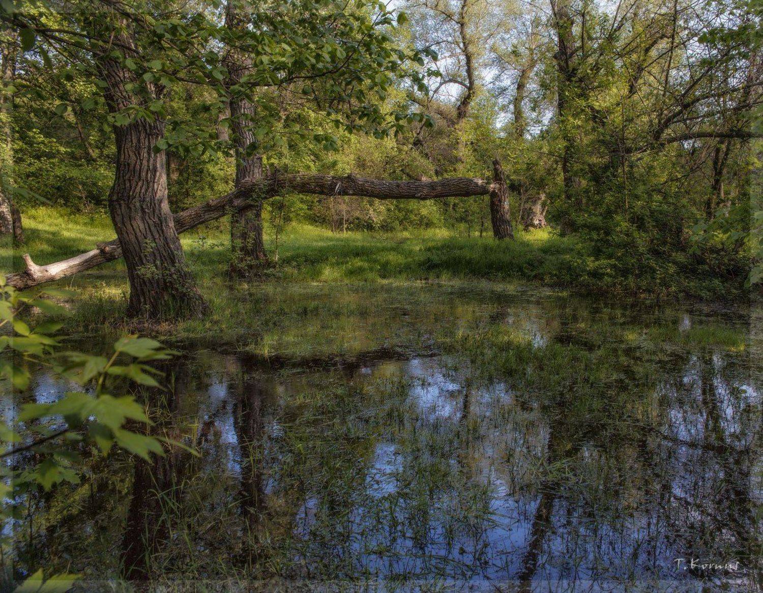 лес,наводнение,весна, Татьяна Корнус