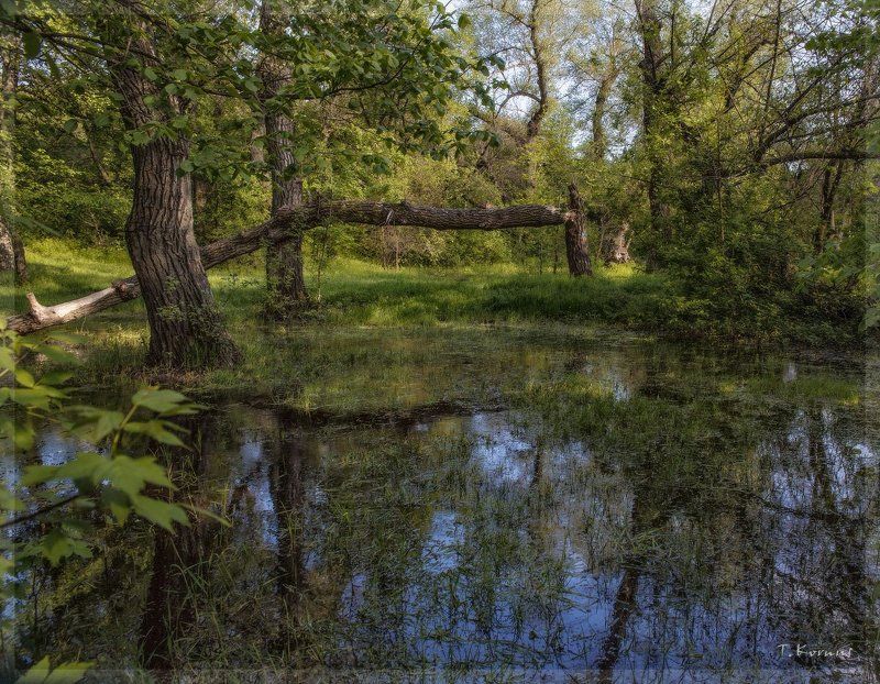 лес,наводнение,весна Весенний лес фото превью