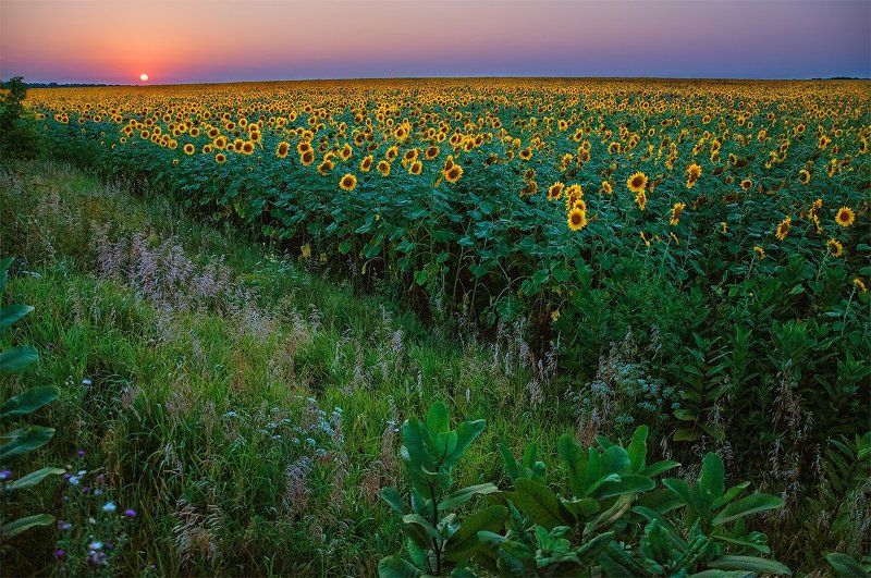 Вечер, Закат подсолнухи, Поле, Цветы закат над подсолнухами фото превью