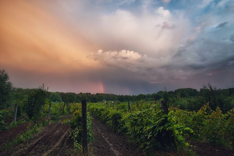 20-35mm, Clouds, Landscape, Nature, Nikon, Sky, Vinyards, Виноград, Закат, Москва, Небо, Облака, Пейзаж Виноградники Тимирязевской академии фото превью