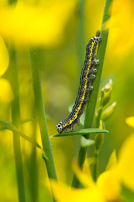 insect, butterfly, макро, крым, природа, бабочка, россия, wildlife, nature, crimea, russia, macro, wildlife, caterpillar, гусеница В центре солнца фото превью
