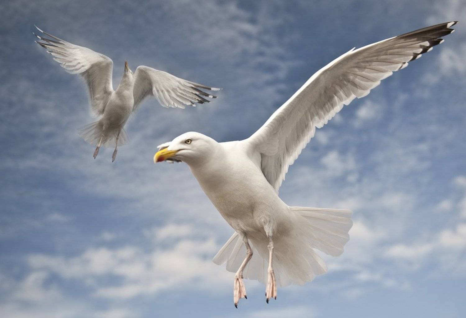 Animal, Animals, Bird, Birds, Portrait, Scotland, Skye, Sleepwalker, Tomek Jungowski