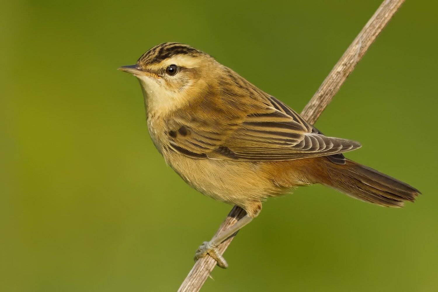 Камышевка барсучок, Ляпустин Юра