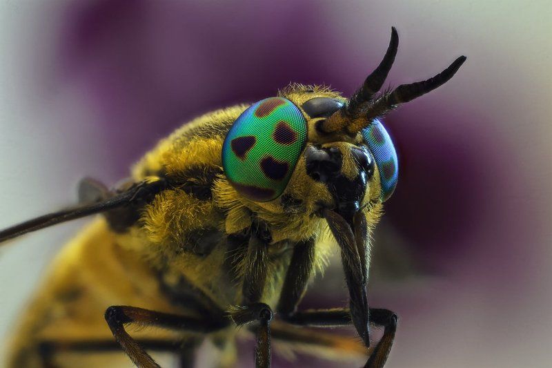 Златоглазик фото превью