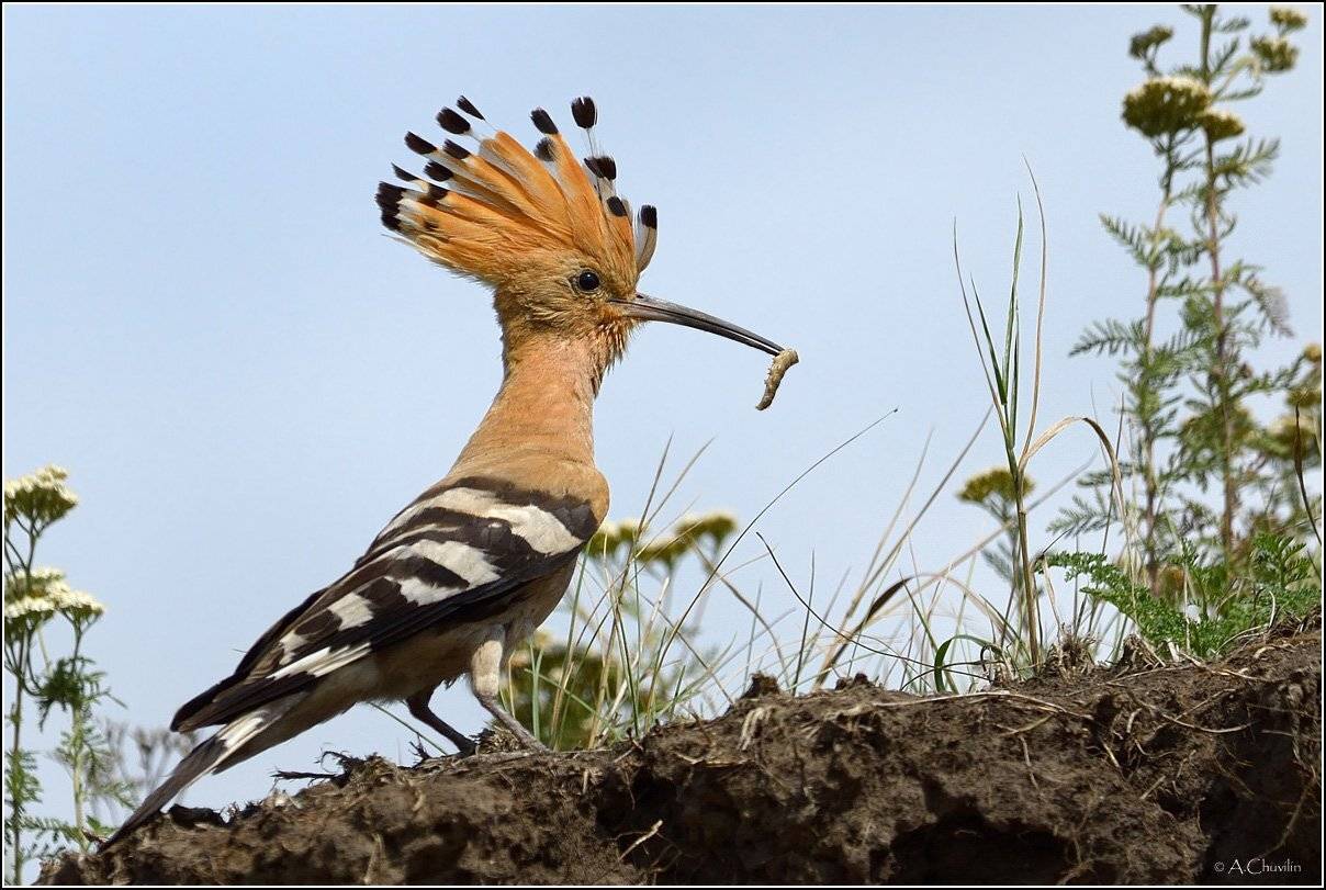 , Александр Чувилин