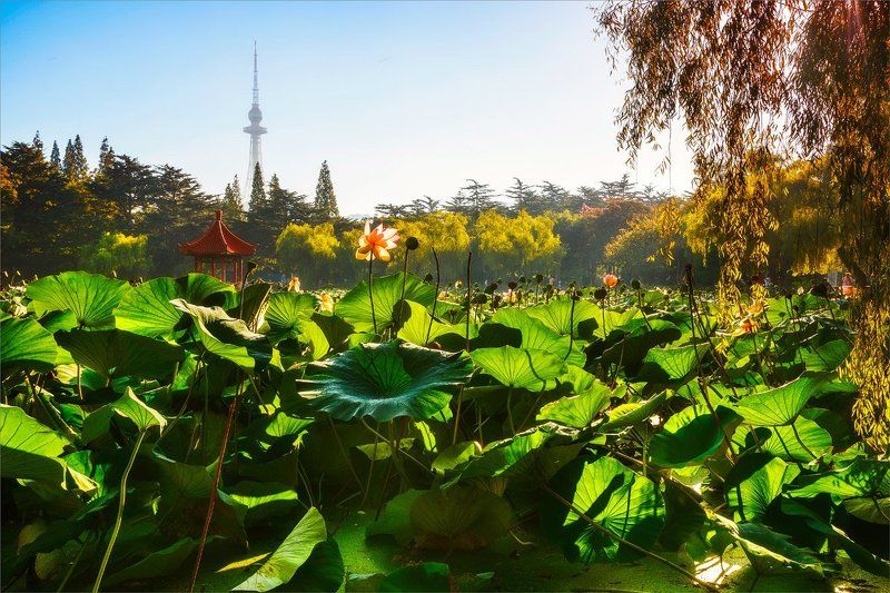 Утро у пруда фото превью