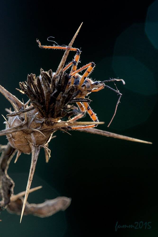 , Игорь ФУММ