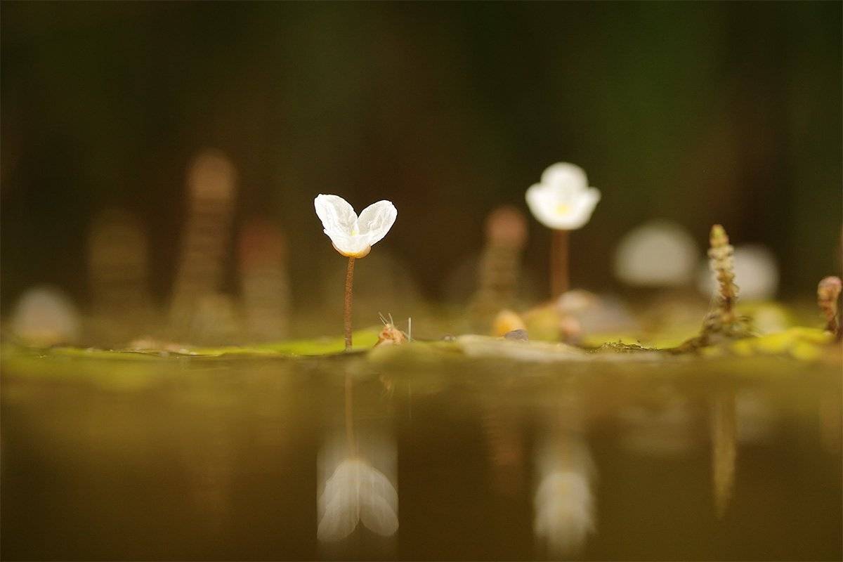 , Роман Рысь