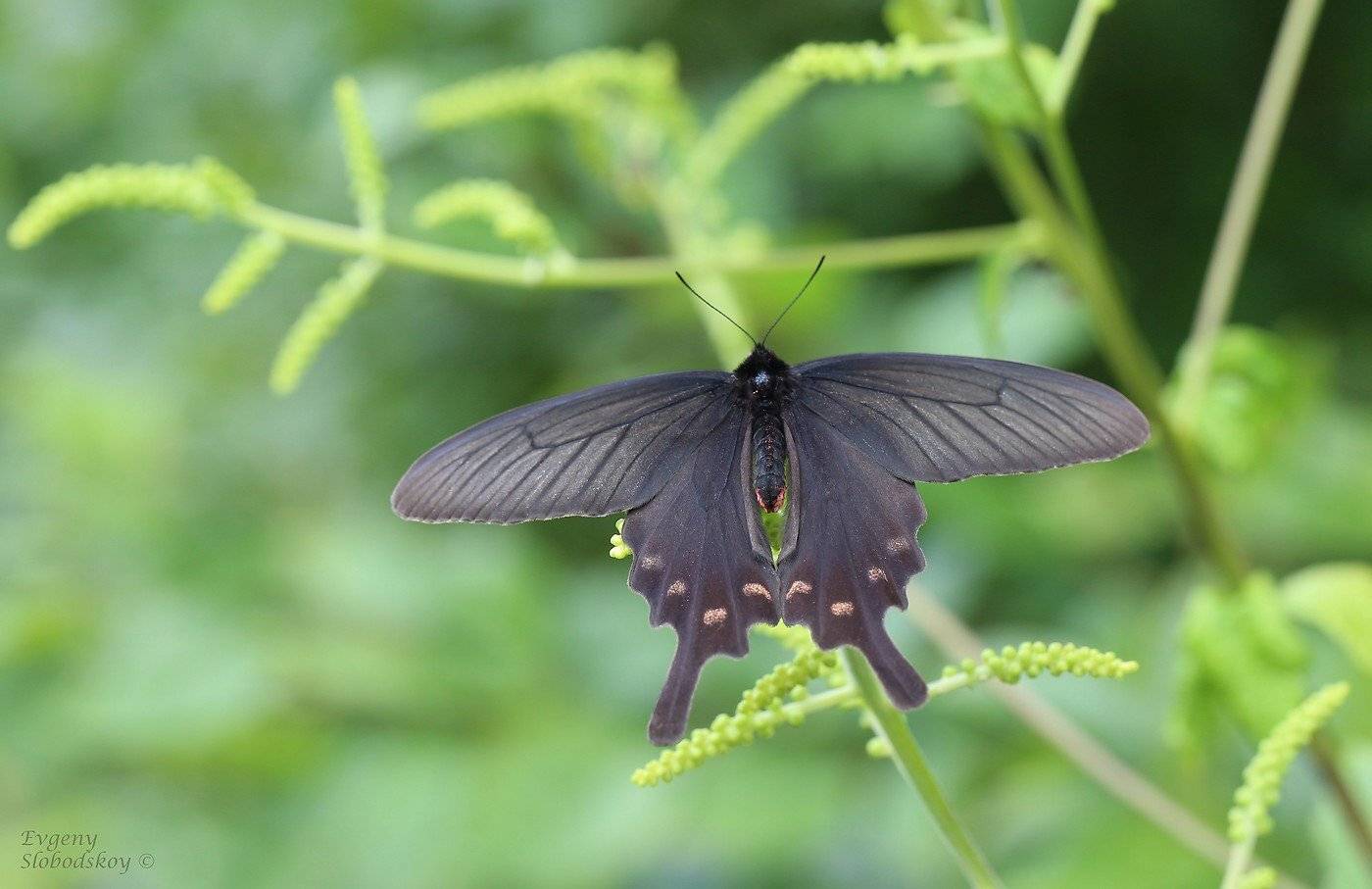 , Евгений Слободской