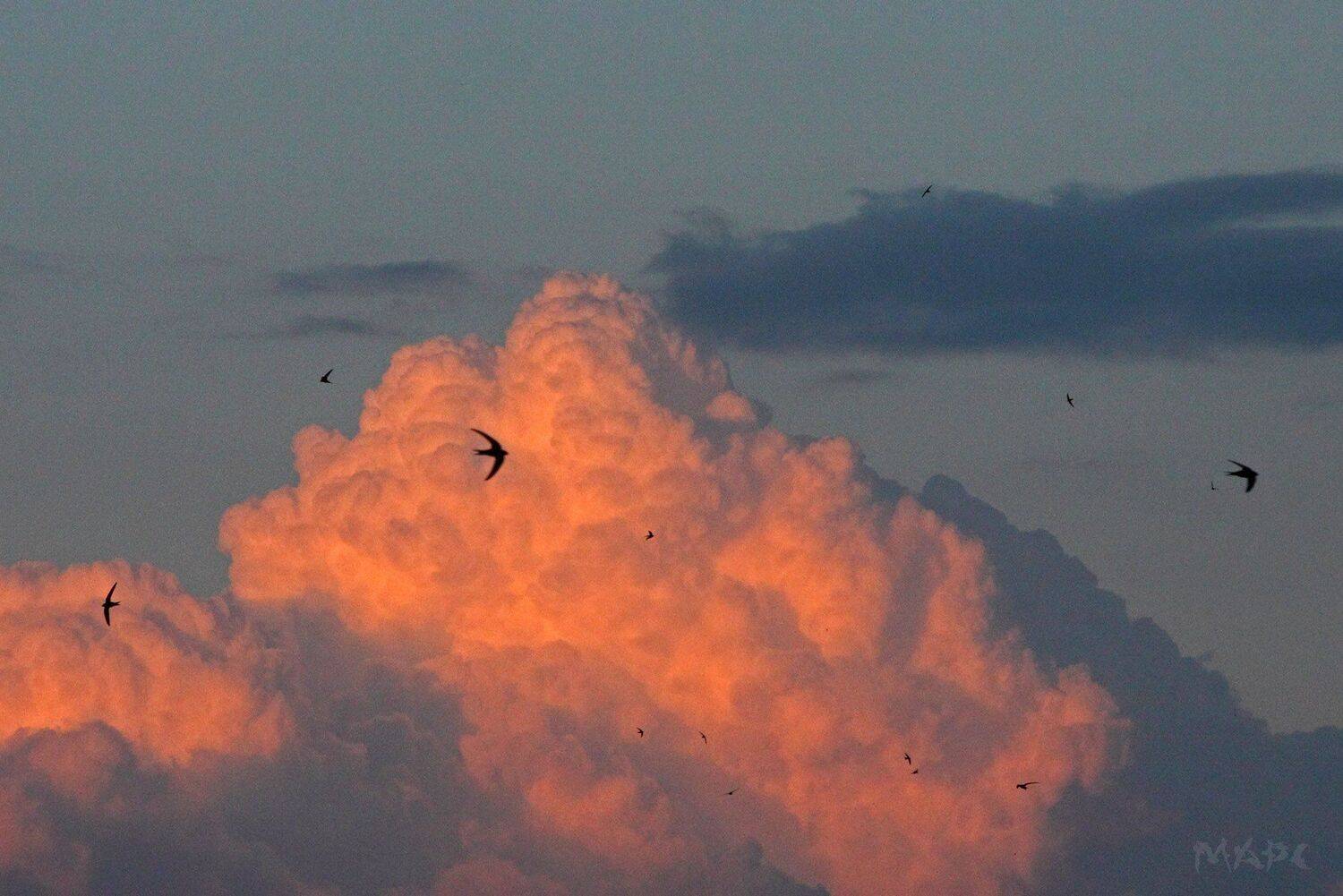 , Шангареев Марс