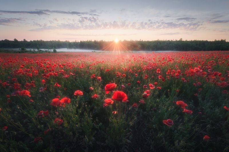 Маки, туман, рассвет Маки, утро фото превью