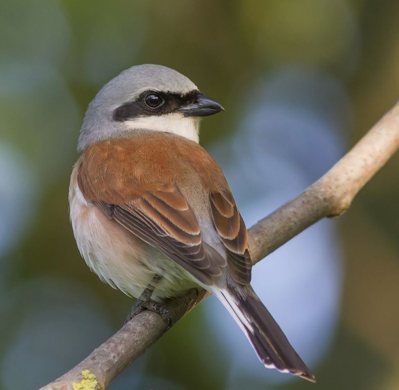 Жулан- разбойник в своей весовой категории ) фото превью