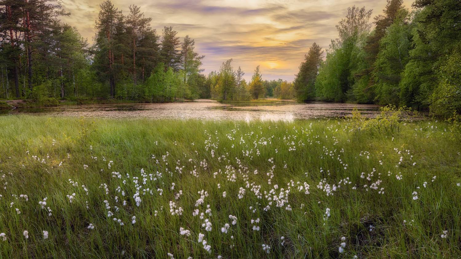 болото трава небо закат вечер деревья, Константин Скороходов