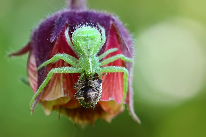 Пауки фото превью