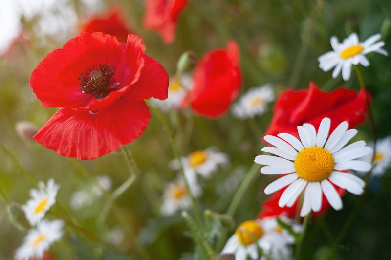 ромашки, маки Про городские ромашки фото превью