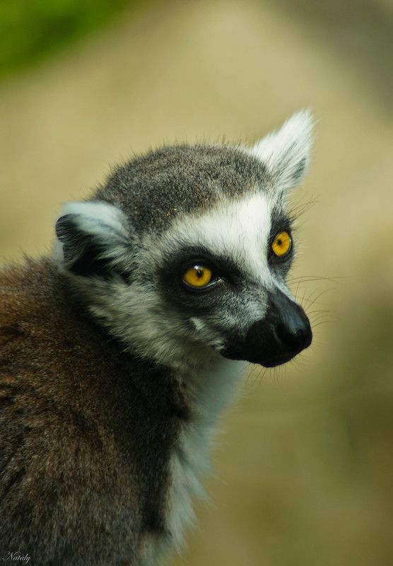 Кошачий лемур фото превью