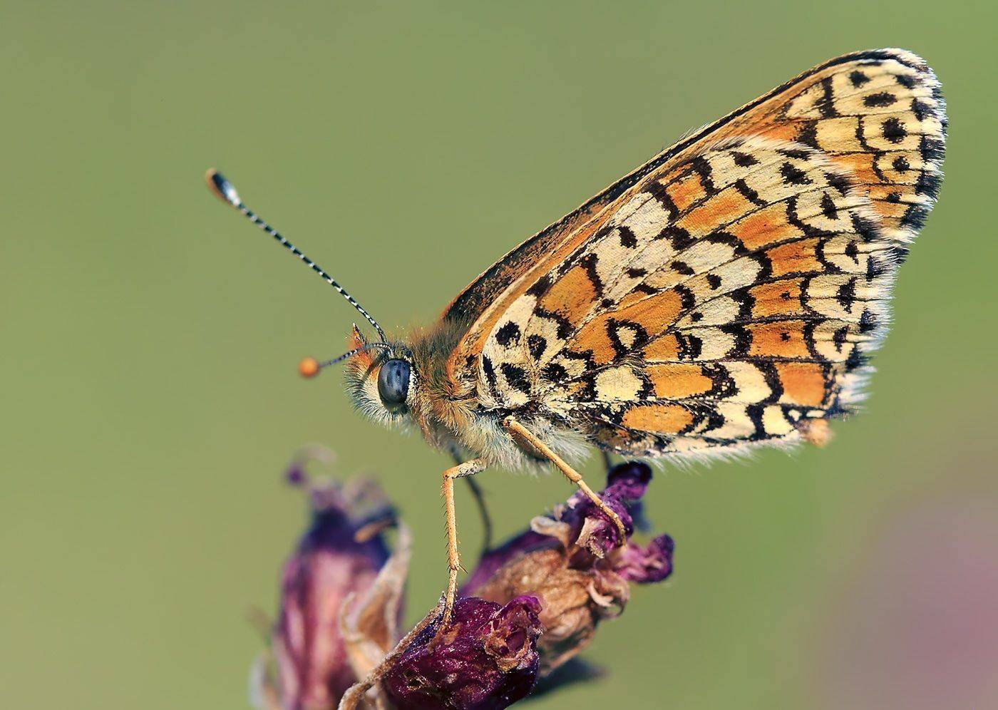 насекомые, бабочка, нимфалида, шашечница, лето, Борис Новиков