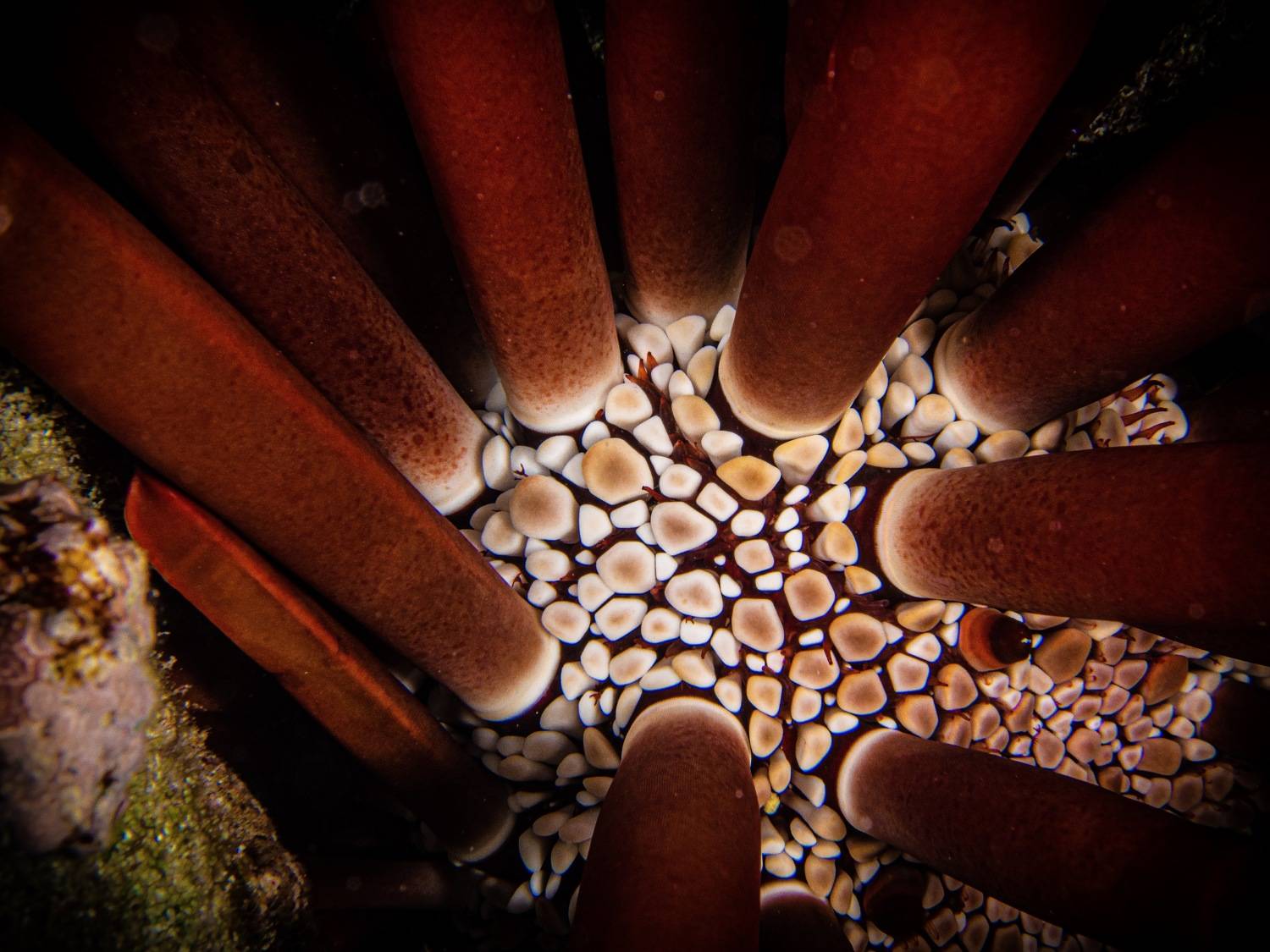 having, a, look, inside, the, hedgehog, Alexander Plakida