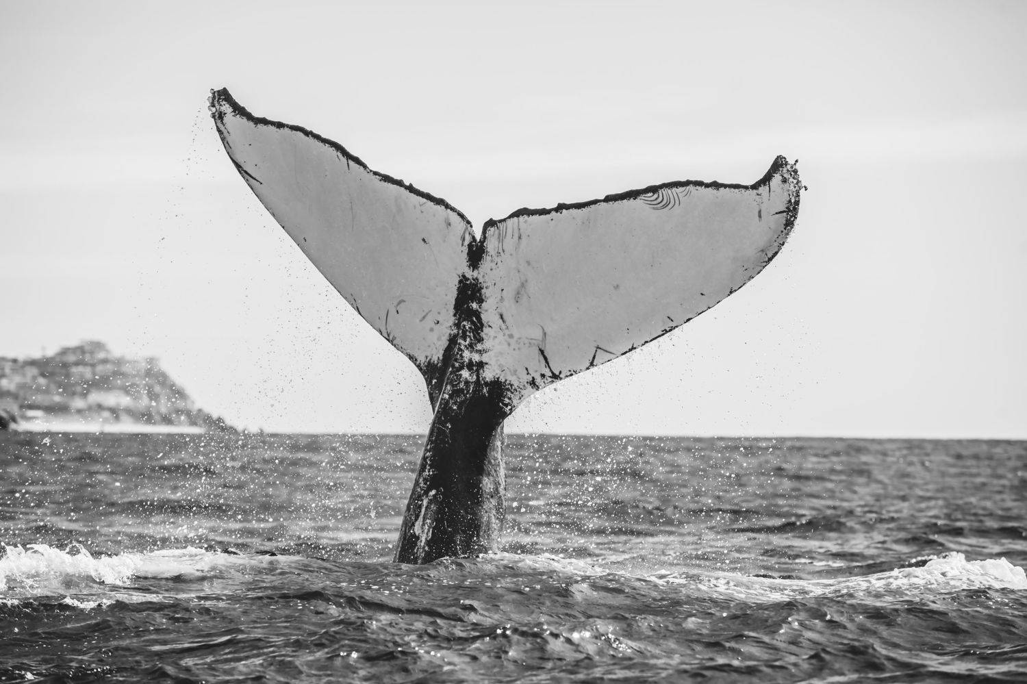 Humpback Whale, Wild Life, Baja California Sur, Pacific Ocean, Ballena Jorobada, Oceano Pacifico , Fernando Castillo