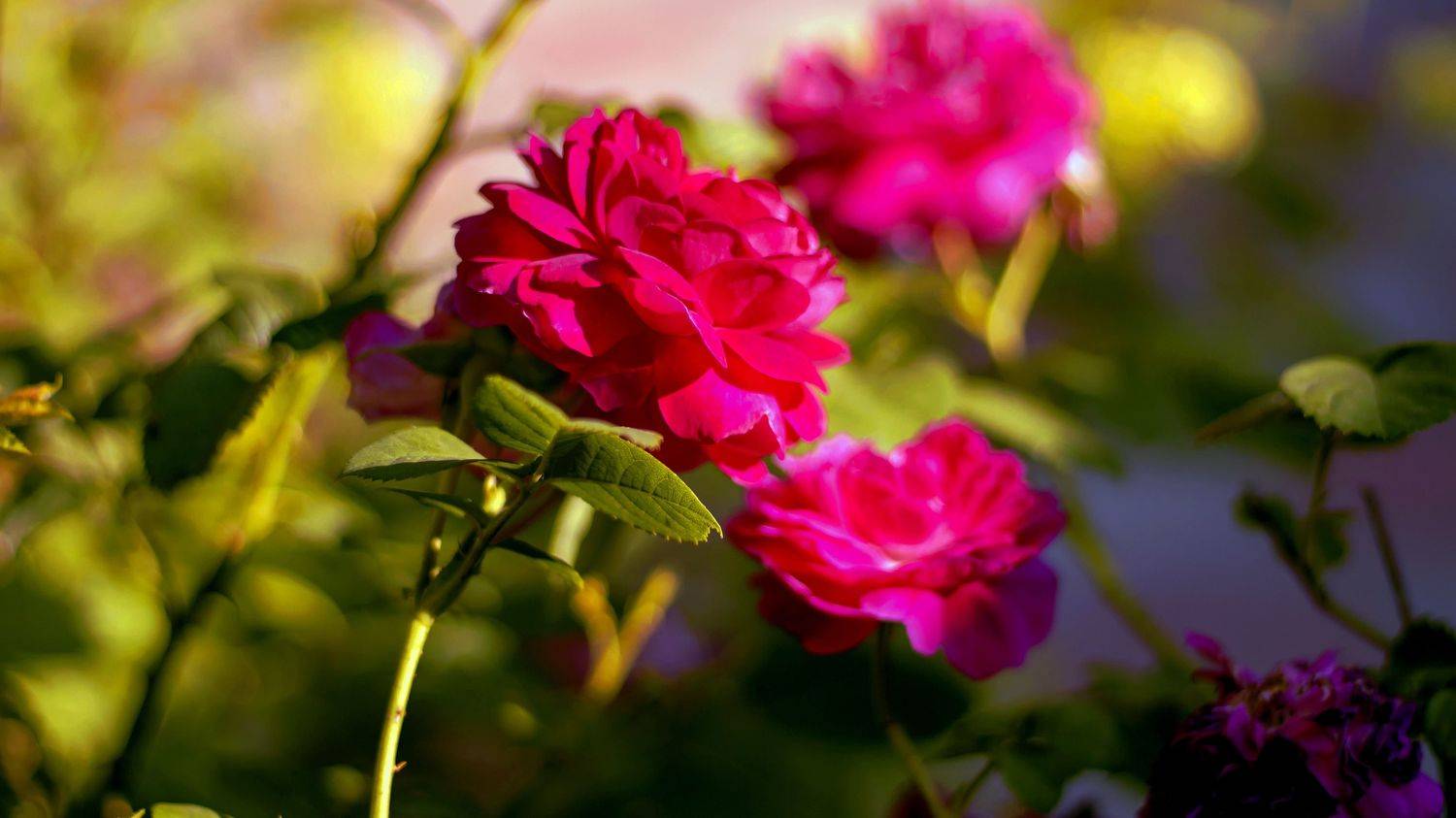 , Adam Yandiev