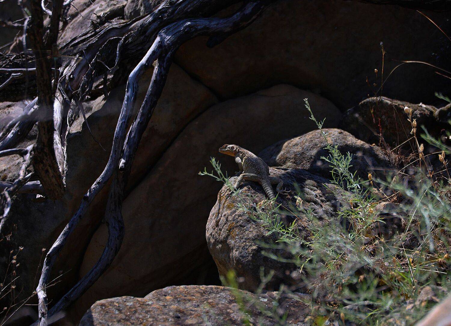 агама,ящерица,дагестан,, Magov Marat