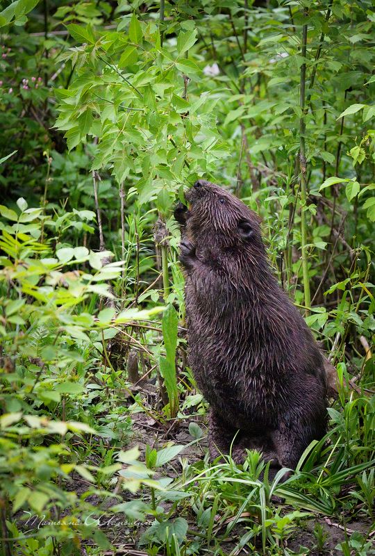 Бобр и клён ясенелистный фото превью