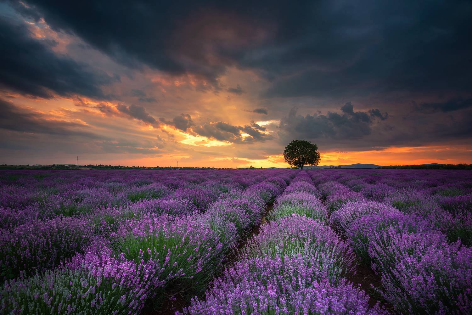 , Mariyana Atanasova - Lucero