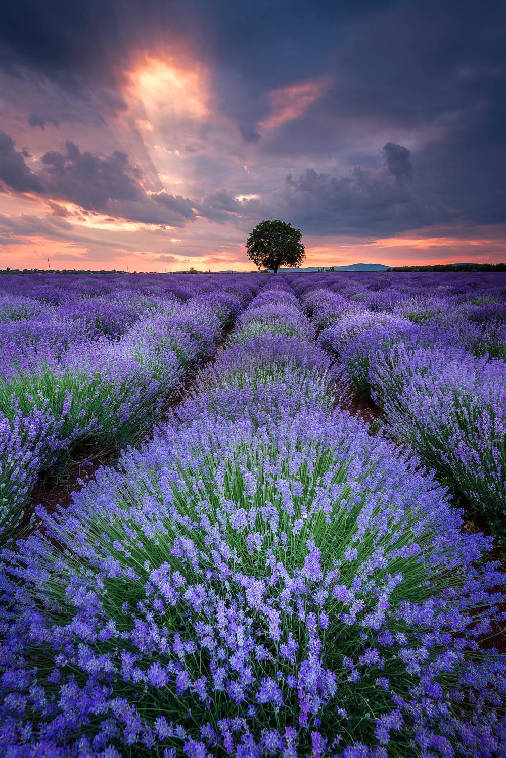 , Mariyana Atanasova - Lucero