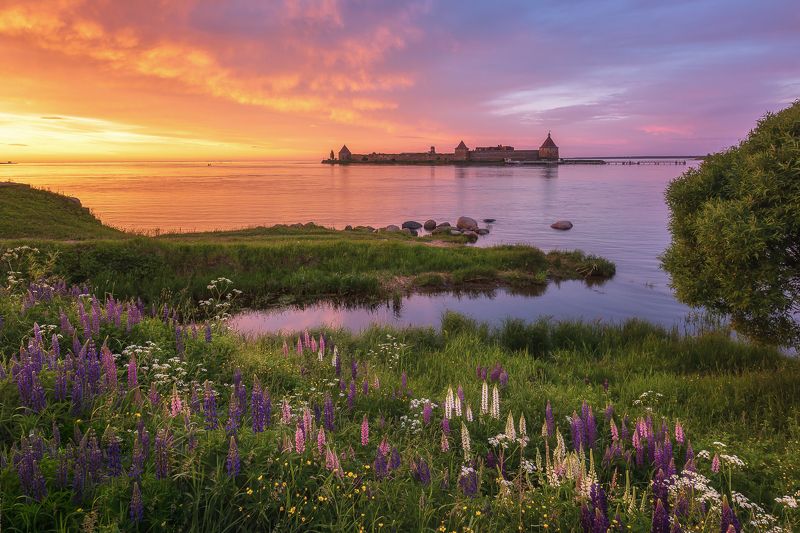 люпин рассвет пейзаж природа крепость lupin fortress sunrise nature landscape Люпины и Крепость Орешек фото превью