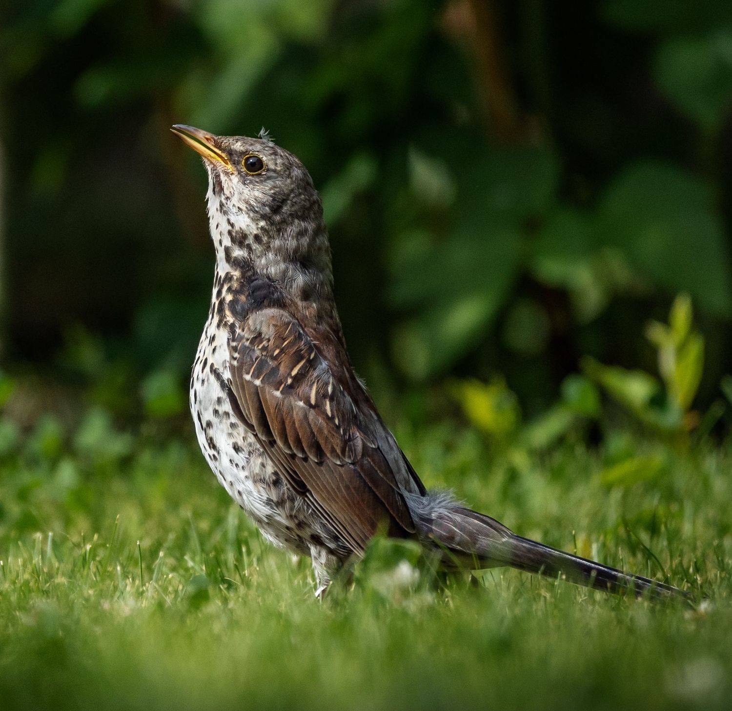 , Курлянцев Алексей