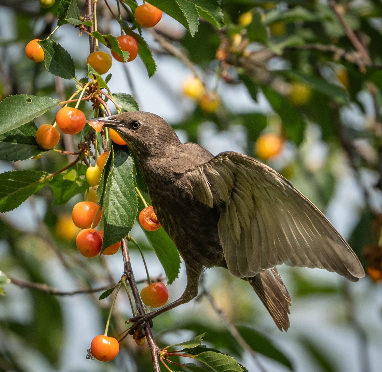, Курлянцев Алексей