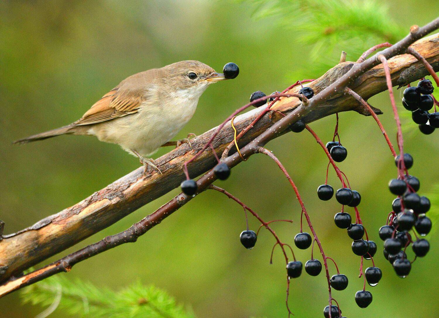 , Белоусов Михаил