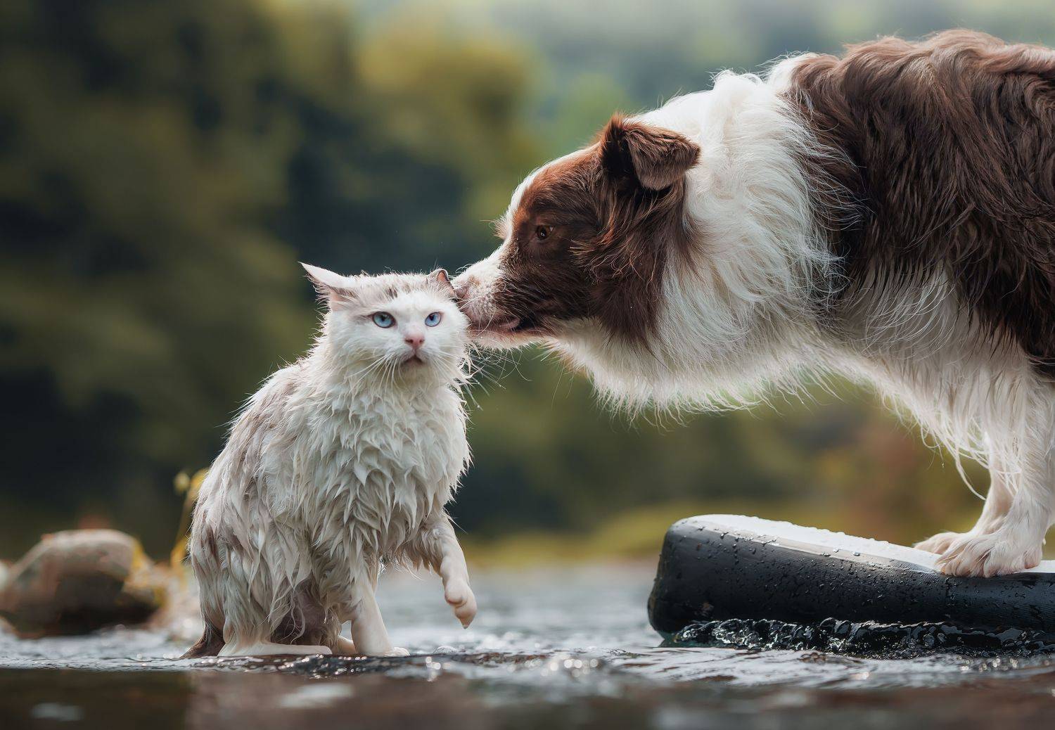 宠物 狗 猫 动物, 宠物摄影师狗哥