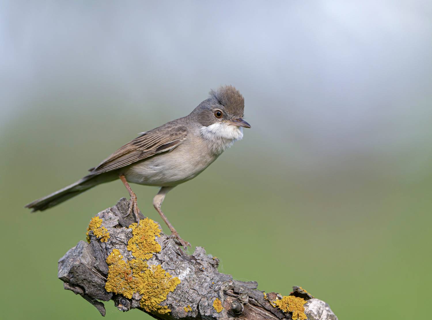 птицы,природа, лето, Андрей Киселёв