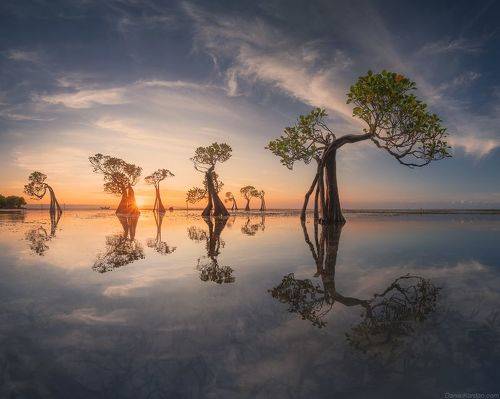 Sumba dancing trees