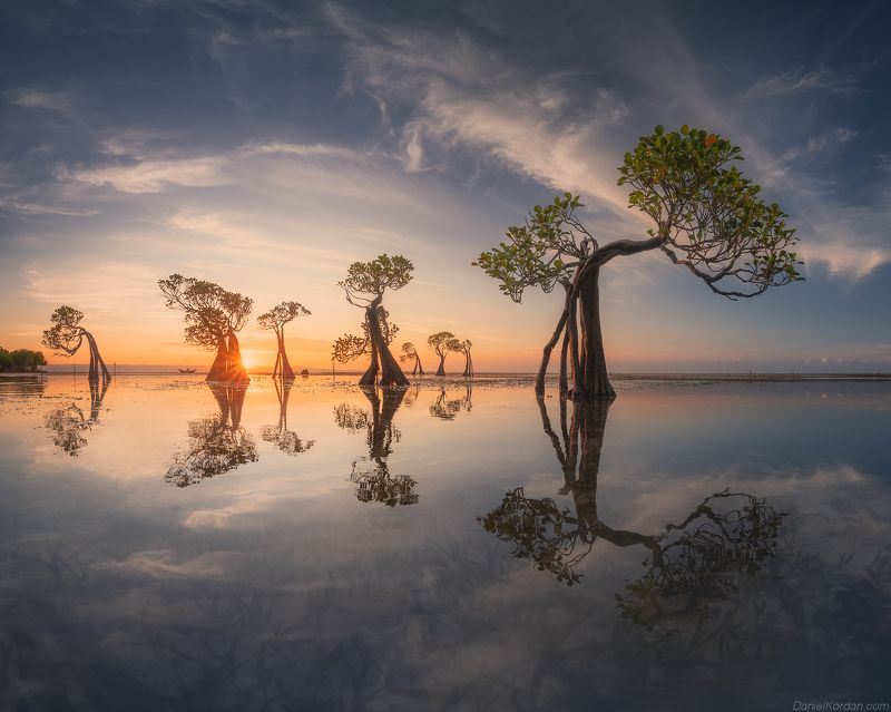 Sumba dancing trees