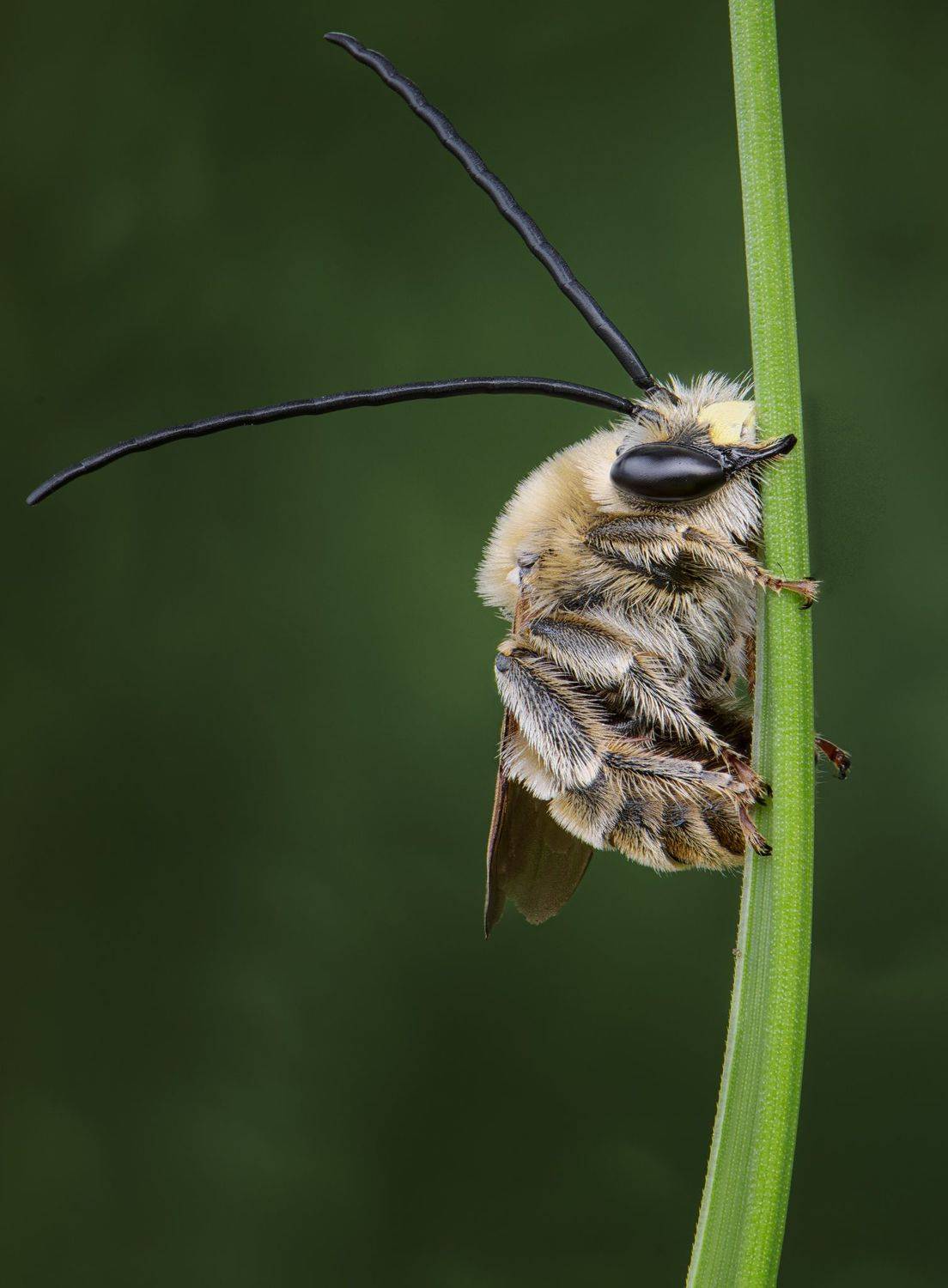 , Андрей Жила