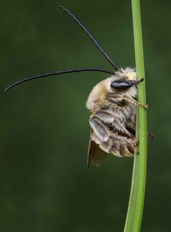 Пчела длинноусая фото превью