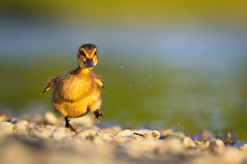 Duckling фото превью