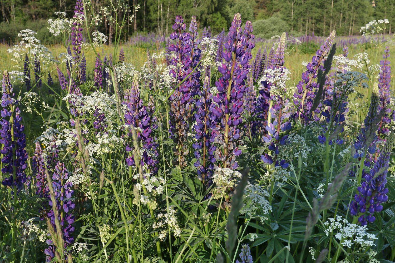 , Добролюбова Тамара