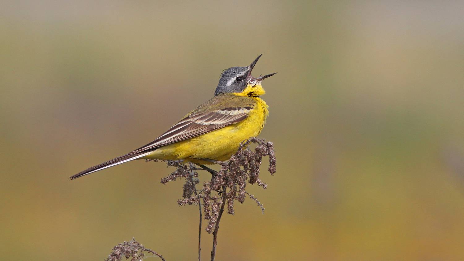 жёлтая трясогузка,  трясогузка, motacilla flava,  yellow wagtail, wagtail, Бондаренко Георгий