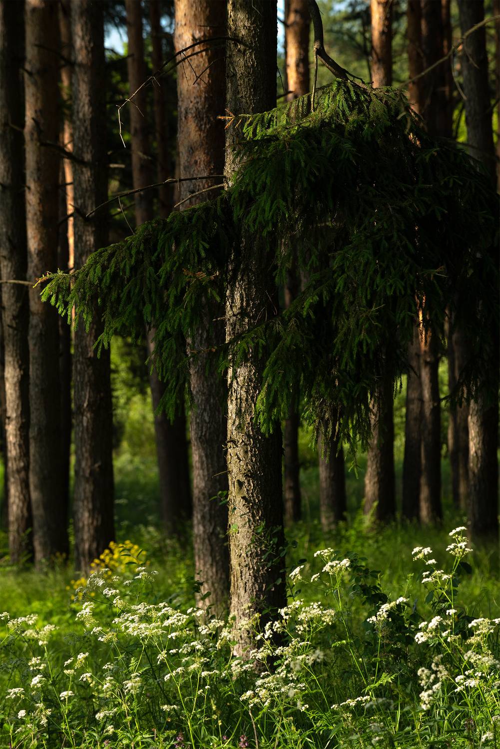 , Стрельцов Виталий