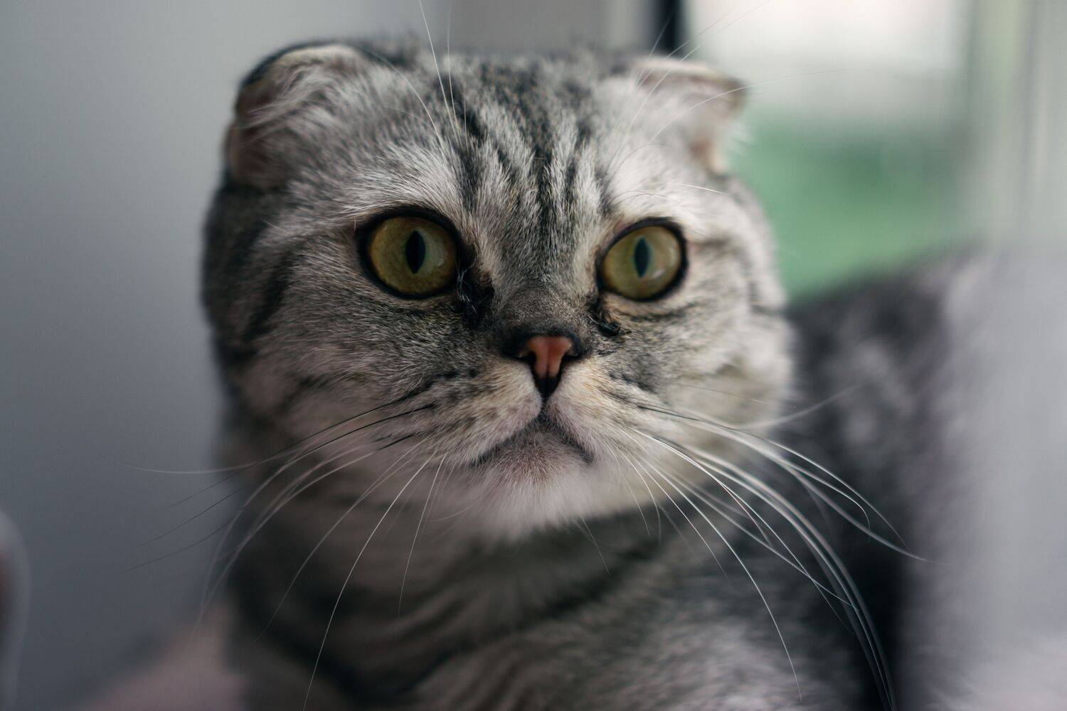 , Вертиков Юрий