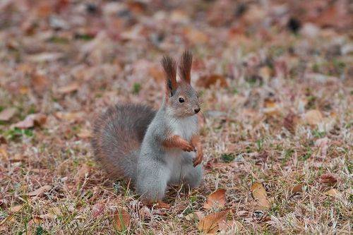 Sciurus vulgaris