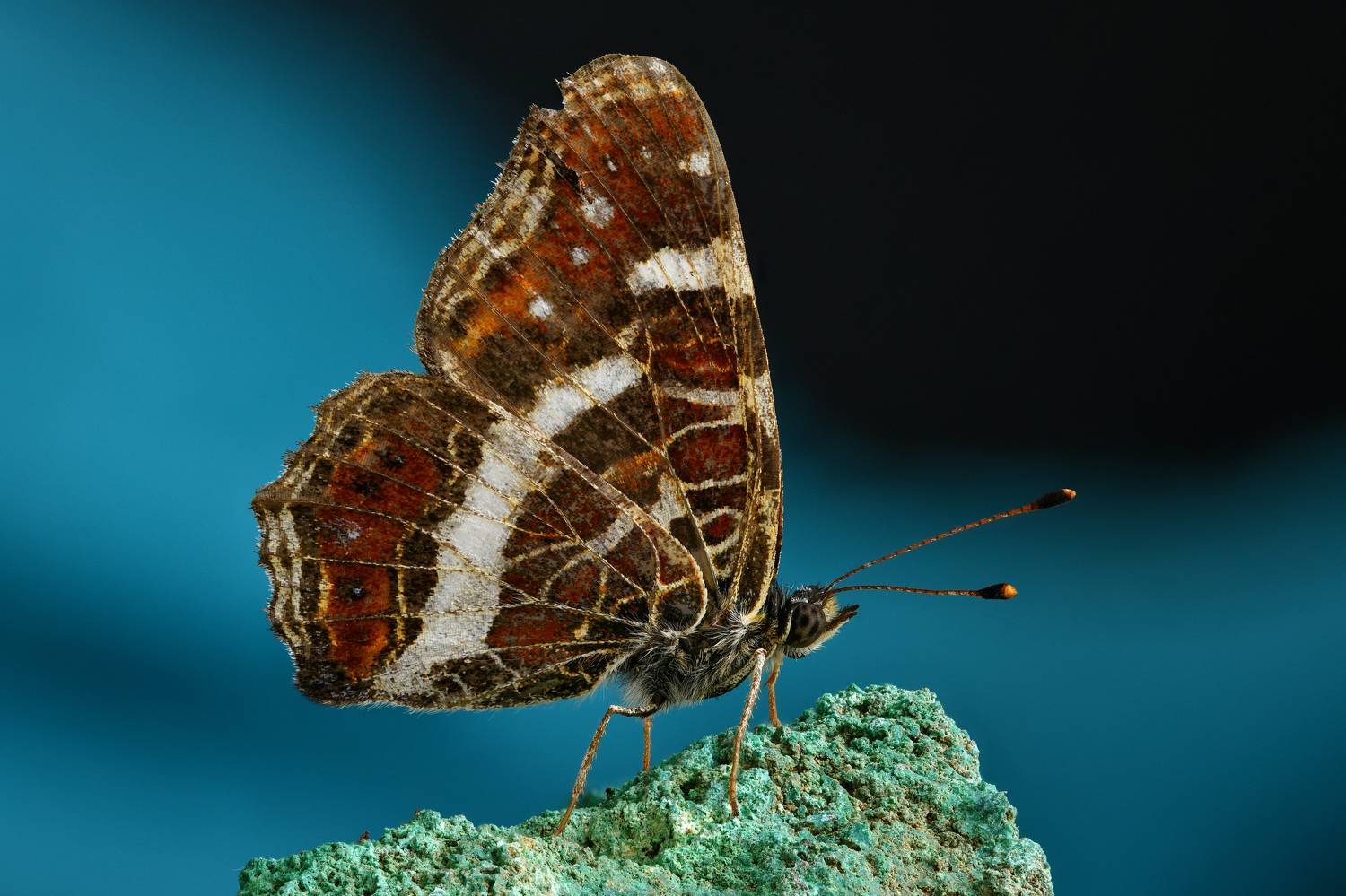 , Антон Финевич